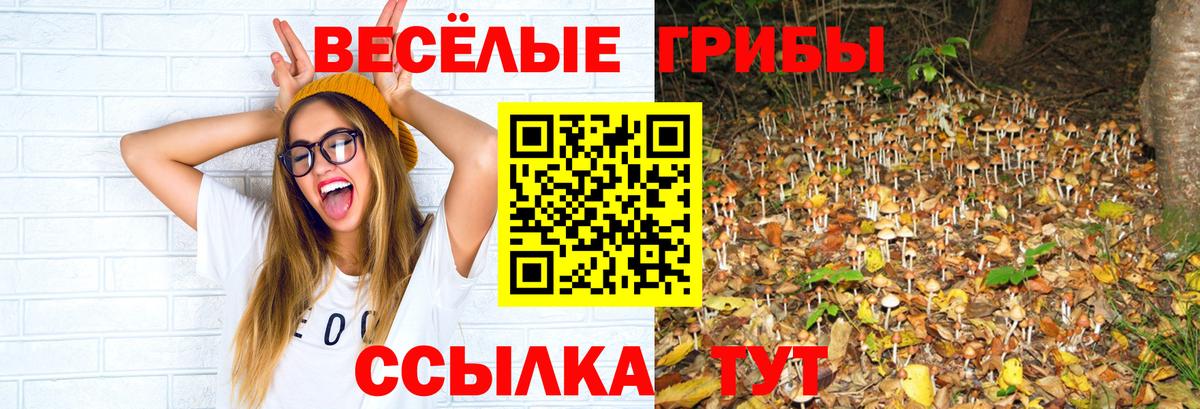 Кулебаки  наркошоп  Псилоцибиновые грибы прущие грибы  Вход с VPN  Псилоцибиновые грибы Psilocybe 